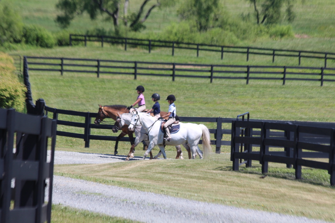 Training - Foxtale Farm